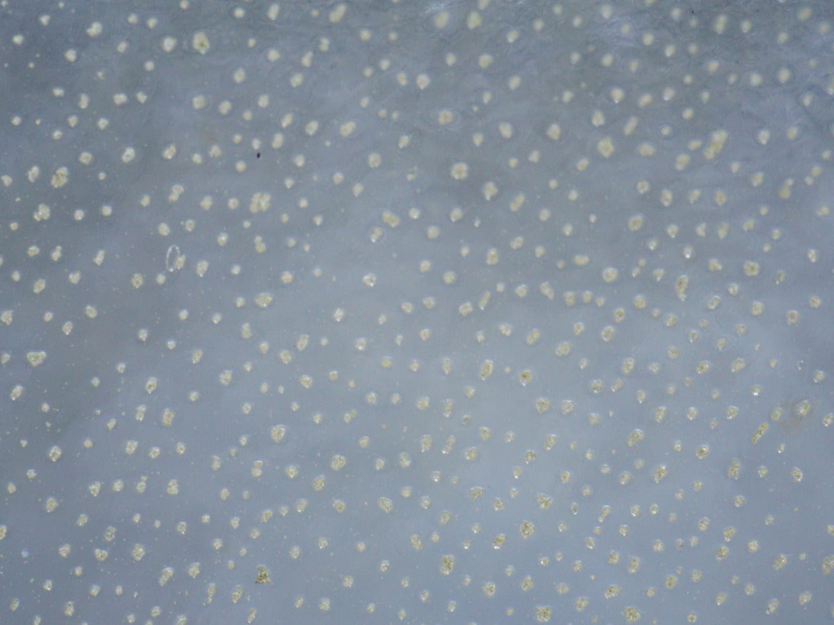 3M Z-Axis Conductive Tape 9703 - 2"x6" (50mm x 150mm) Strip by The Pi Hut - The Pi Hut