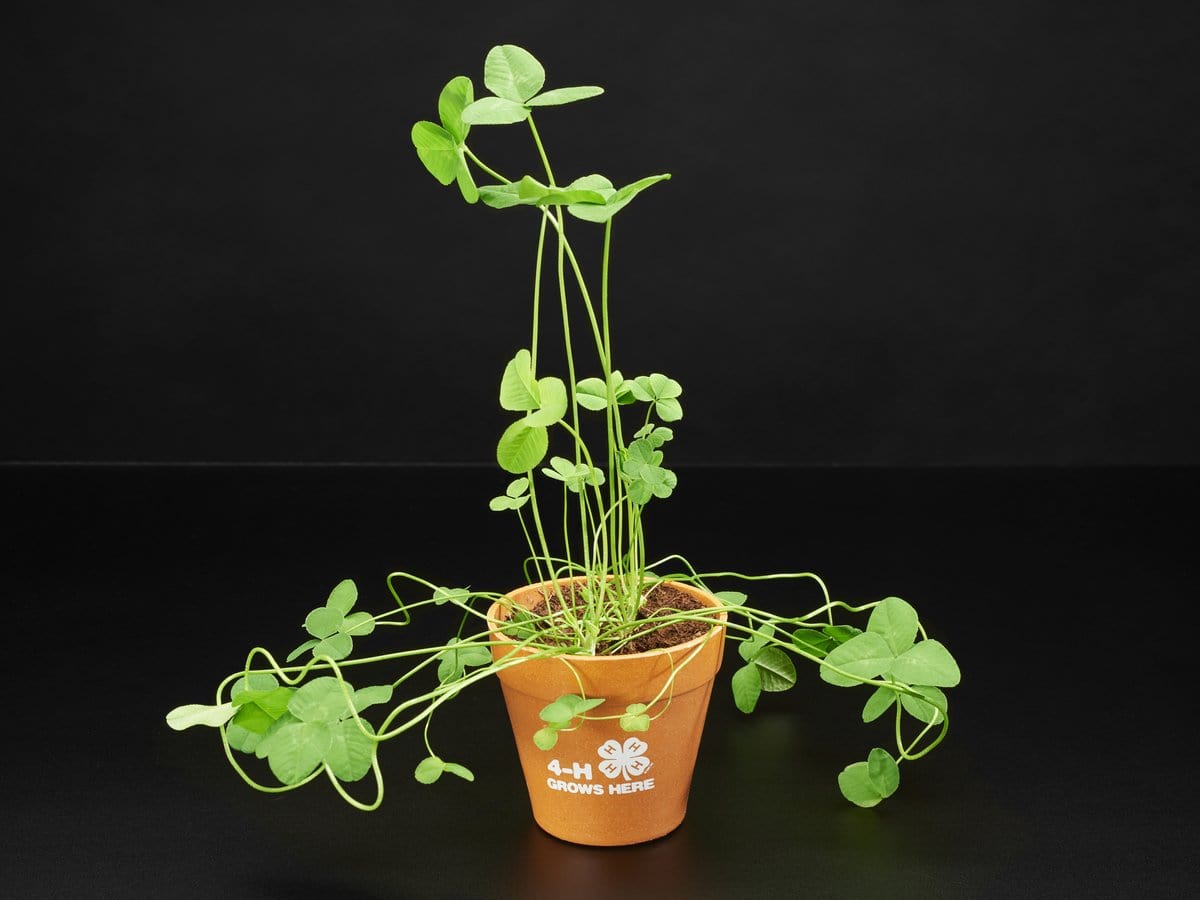 4-H Grow Your Own Clovers Kit with Circuit Playground Express (Soil Sensor Mini Kit) by The Pi Hut - The Pi Hut