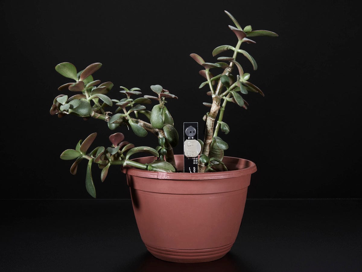 Chirp! The Plant Watering Alarm - The Pi Hut